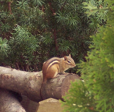 Squirrel Haven's